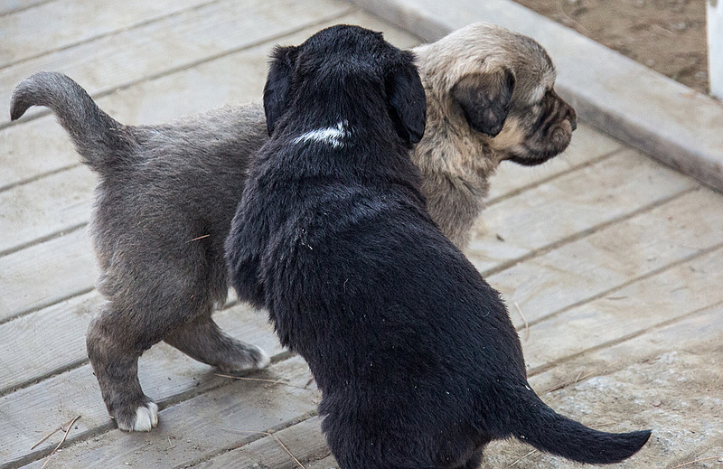 20151207 9773VRAw [R~TR] Hunde, Ephesos, Selcuk, Türkei