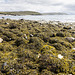 Raffin shore seaweed 5