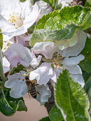 Apfelblütenbestäubungsbeauftragte beim Apfelblütenbestäuben und Apfelblütennektar abpumpen ;-)