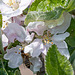 Apfelblütenbestäubungsbeauftragte beim Apfelblütenbestäuben und Apfelblütennektar abpumpen ;-)
