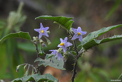 20220220-1650 Solanum violaceum Ortega