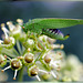 Grünes Heupferd (Tettigonia viridissima) ©UdoSm