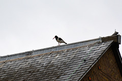 Oystercatcher on a roof
