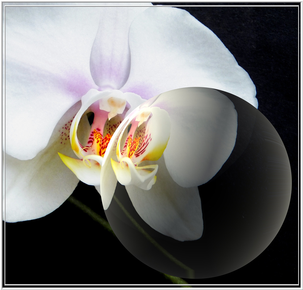 Orchid and Crystal ball. ©UdoSm