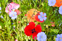 Flowers in the meadow in June