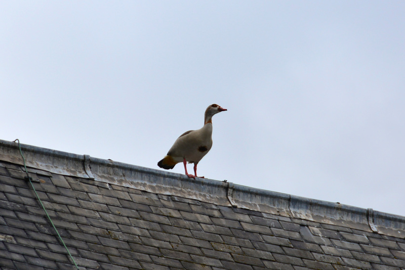 Egyptian Goose on a roof
