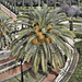 Giant Steps – Baha’i Gardens, Haifa, Israel