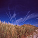 Dune Grass (2)
