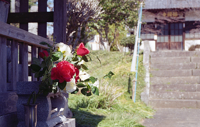 Roses placed at a temple