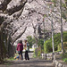 Chatting under the cherry blossoms_1