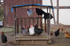 Hühner auf ihrer Veranda