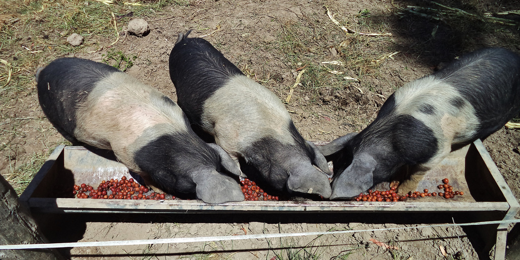 pigs having a midday snifter
