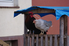 Hühner auf ihrer Veranda II