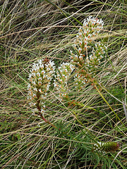 Hebenstretia dentata flowers in the Simien Mountains