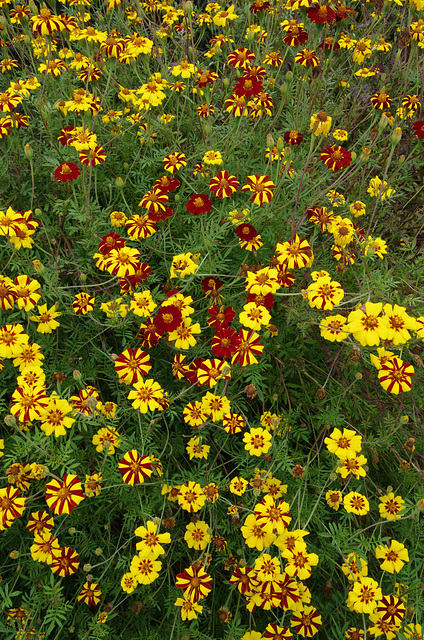 Mexican or African Marigold