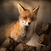 fox 07