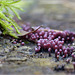 Joung Jelly drops / Purple jellydisc ~ Paarse knoopzwammen (Ascocoryne sarcoides)...
