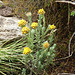 Flowers on the Geech to Chenek trek in the Simien Mountains