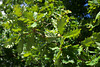 Oak leaves and acorn at Parc du Thabor