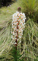 Hebenstretia dentata flowers in the Simien Mountains