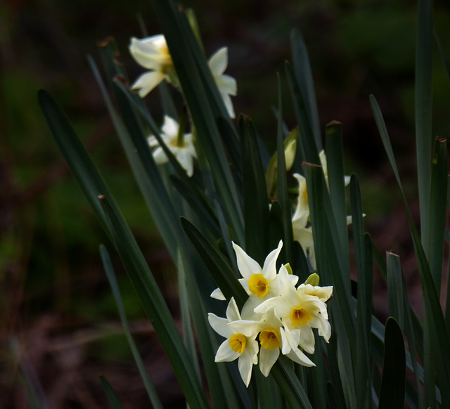wintry daffodils