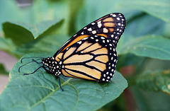 Monarch ¤ Danaus plexippus