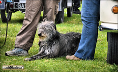 Dogs At Car Shows ...