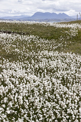 Point of Stoer cotton grass and Quinag 1