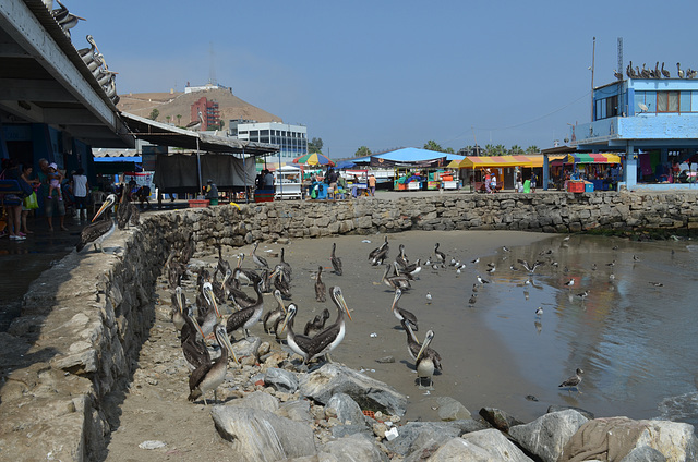 Lima, Playa Agua Dulce, A Lot of Pelicans at the Fish Market