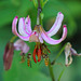 Schwebfliegen-Invasion an einer Blüte des Türkenbunds - Hoverfly Invasion on a Turk's cap lily