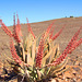 Farbtupfer in der Steinwüste - blühende Aloe asperifolia