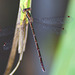 Small Spreadwing f (Lestes virens virens) DSB 1361