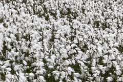 Point of Stoer cotton grass