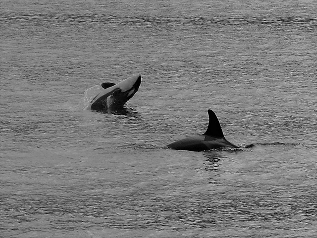 Orcas  (Orcinus orca)  - Misty Fjords National Monument