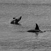 Orcas  (Orcinus orca)  - Misty Fjords National Monument