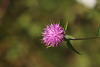 Common knapweed (Centaurea nigra)
