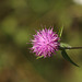 Common knapweed (Centaurea nigra)