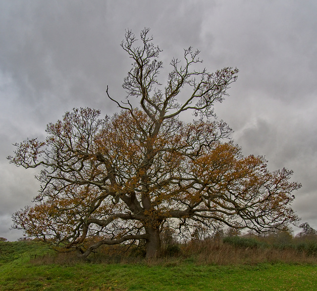Oak Tree Under Grey Sky