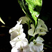 The white geranium