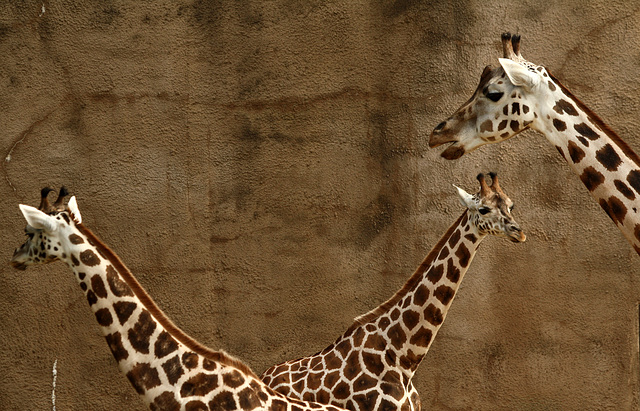 Composed giraffes (Enlarge)