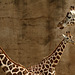 Composed giraffes (Enlarge)