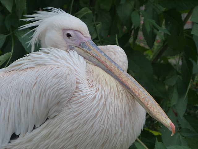 Eastern White Pelican (R2) - 16 October 2015