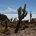 Bolivia, Fantastical Cactuses of Isla del Pescado (Fish Island)