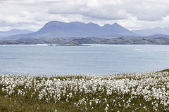 Point of Stoer cotton grass and Quinag 2