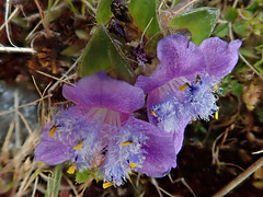 Simien Mountain flowers