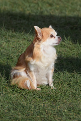 Long-haired Chihuahua - 7 November 2021