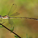 Small Spreadwing m (Lestes virens virens) DSB 1356