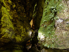 Visit to the Oilbird cave, Trinidad