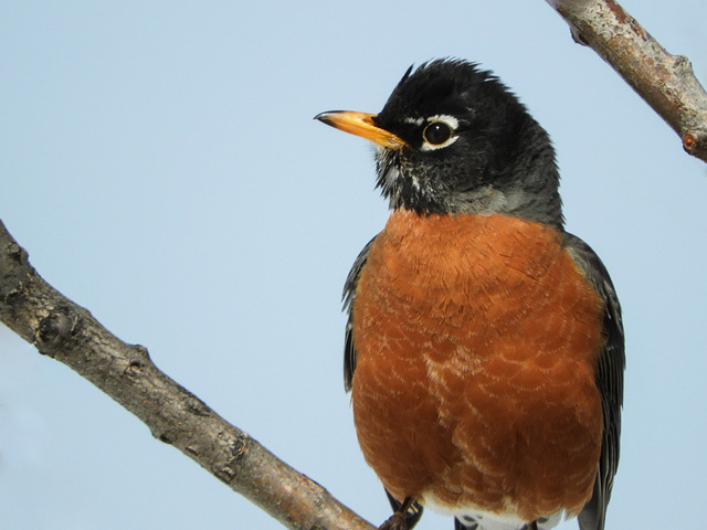 A bright and cheery American Robin