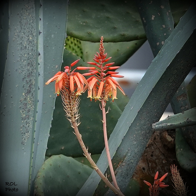 Aloe vera.. et Opuntia vulgaris